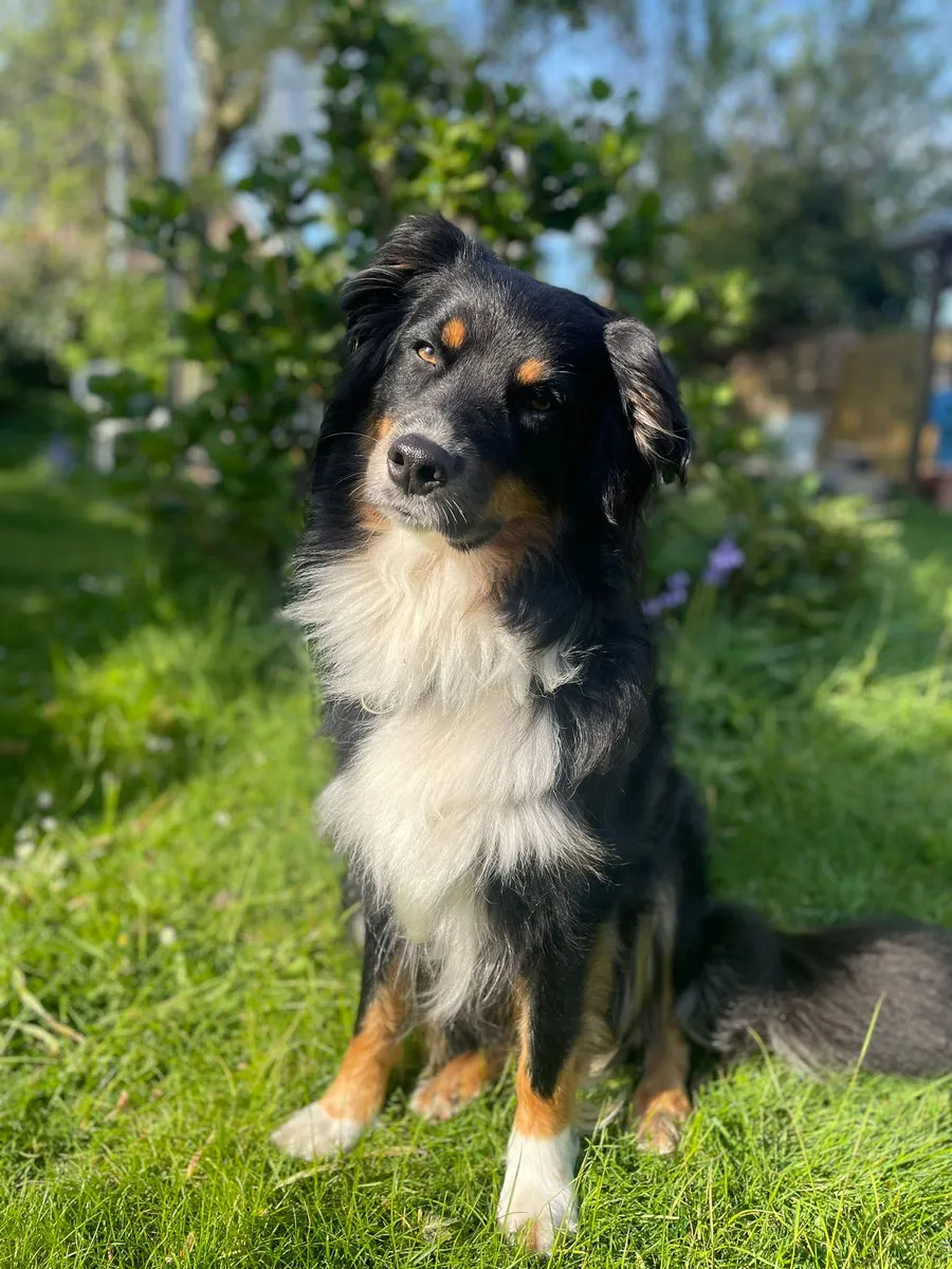 Ayva in Gewandung